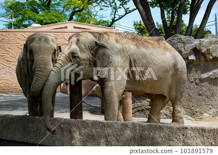 茨城縣日立市神峰公園內的動物 茨城縣日立市神峰公園內的動物 101891579