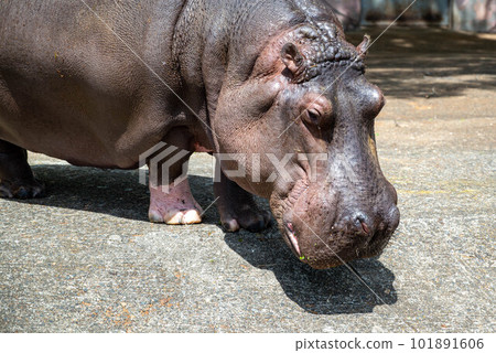 茨城縣日立市神峰公園 茨城縣日立市神峰公園 101891606