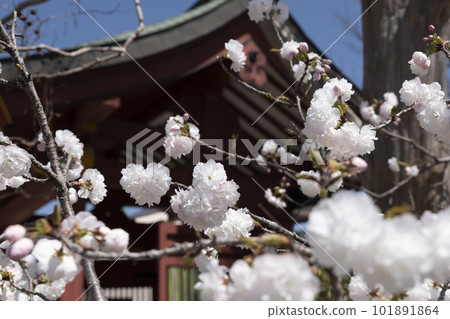 東正大權現伊賀八幡宮重瓣櫻花盛開（愛知縣岡崎市） 101891864