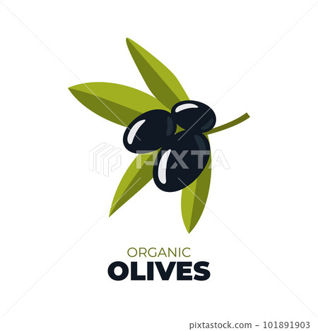 Black organic olives. Olive logo. Olive branch. Black branch of olives for design of natural cosmetics, olive oil, medicine. Organics for a healthy lifestyle. Vector illustration. 101891903