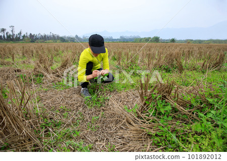 People picking green Solanum nigrum plants in spring People picking green Solanum nigrum plants in spring 101892012