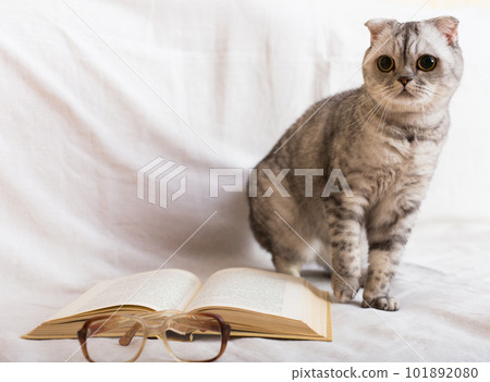 Inquisitive gray cat sitting near open book and glasses 101892080