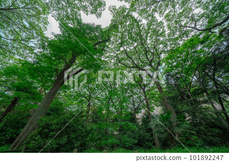 在公園看到的樹木和天空 在公園看到的樹木和天空 101892247