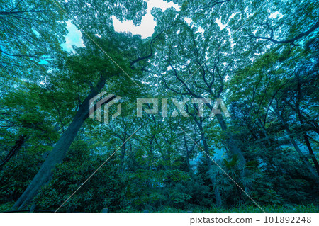 在公園看到的樹木和天空 101892248