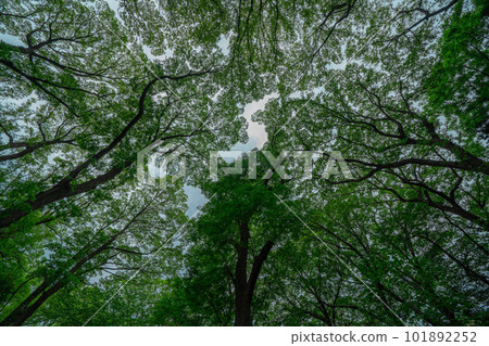 Trees and sky seen in the park Trees and sky seen in the park 101892252