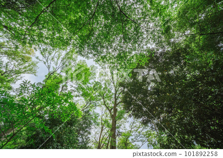 在公園看到的樹木和天空 101892258