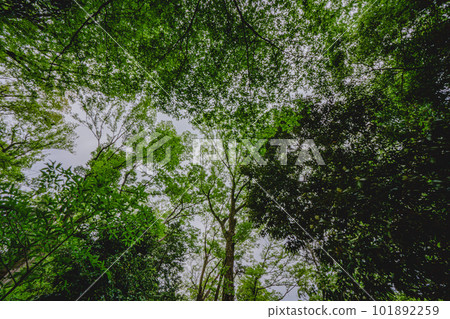 在公園看到的樹木和天空 在公園看到的樹木和天空 101892259