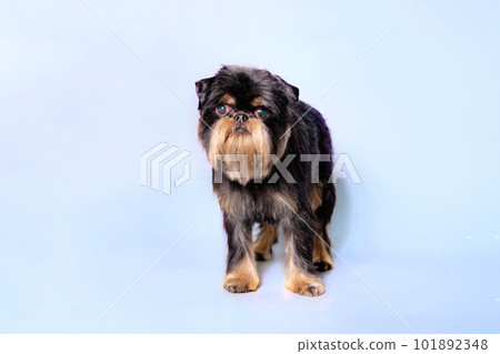 A young griffin dog after grooming with a well-groomed and clean coat on a light background. The concept of animal care. 101892348