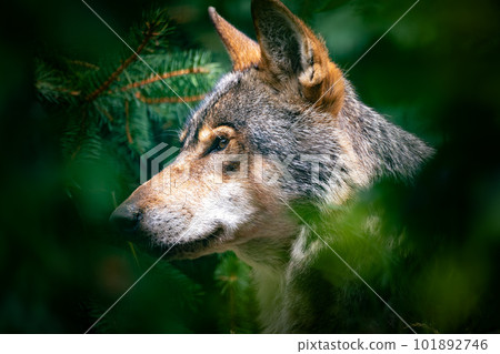 European wolf (Canis lupus lupus), wolf native to Europe and Asia. 101892746