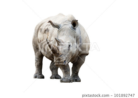 Rhino rhinoceros isolated on white background Rhino rhinoceros isolated on white background 101892747