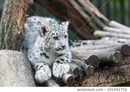 Irbis, Snow leopard (Panthera uncia) 101892758