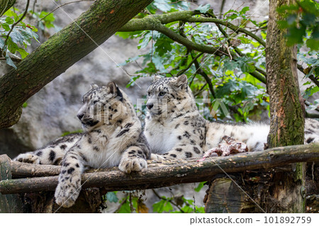 Irbis, Snow leopard (Panthera uncia) 101892759