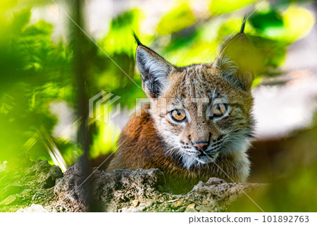 Carpathian lynx, Lynx lynx carpathicus, during the autumn 101892763