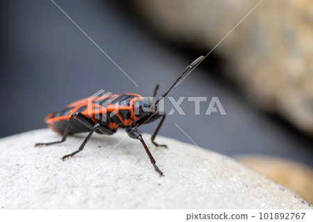 Firebug, Pyrrhocoris apterus, is a common insect of the family Pyrrhocoridae 101892767