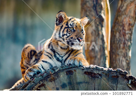 Sumatran Tiger, Panthera tigris sumatrae Sumatran Tiger, Panthera tigris sumatrae 101892771