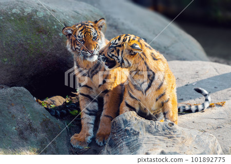 Sumatran Tiger kitten, Panthera tigris sumatrae Sumatran Tiger kitten, Panthera tigris sumatrae 101892775