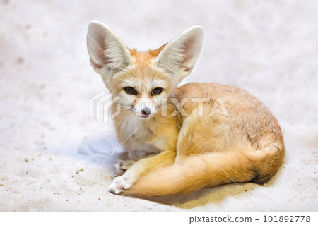 Fennec fox, Vulpes zerda is a small crepuscular fox Fennec fox, Vulpes zerda is a small crepuscular fox 101892778