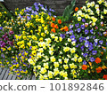 Flower bed with colorful pansies 101892846