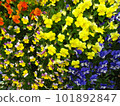 Flower bed with colorful pansies 101892847