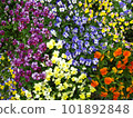 Flower bed with colorful pansies 101892848