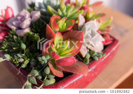 多汁植物 101892882