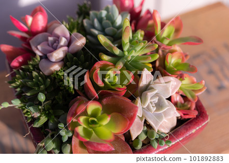 多汁植物 101892883