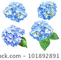 Hydrangea watercolor style illustration set 101892891