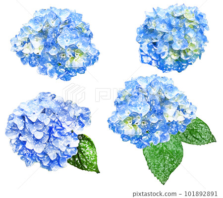 Hydrangea watercolor style illustration set Hydrangea watercolor style illustration set 101892891