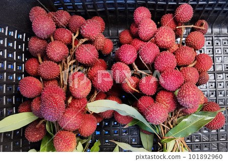 close up of fresh red lychee fruits  101892960