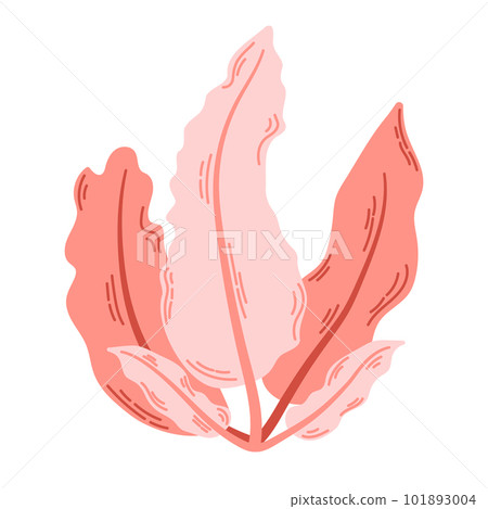 Illustration of delesseria alga. Seaweed with red leaves. Modern hand drawn flat illustration on white background. 101893004