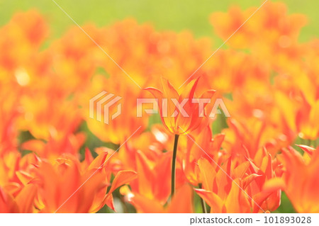 Orange tulips Tulips shining in the sun Orange tulips Tulips shining in the sun 101893028