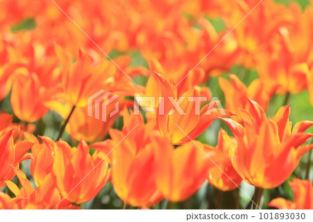 Orange tulips Tulips shining in the sun Orange tulips Tulips shining in the sun 101893030