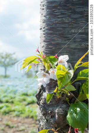 在 nemophila 領域的一朵橙色花 101893226