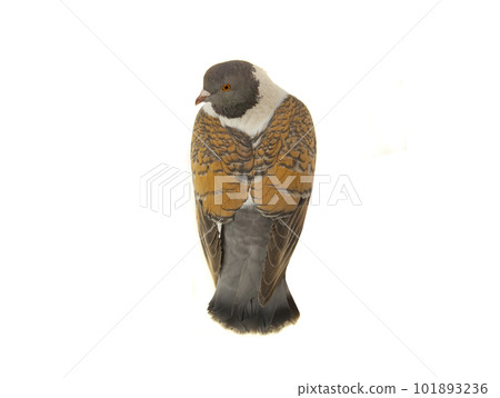 german modena dove isolated on white background 101893236