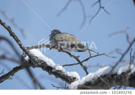 dove sitting on a tree branch in winter frosty day dove sitting on a tree branch in winter frosty day 101893256