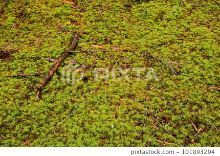 Moss forest Moss forest 101893294