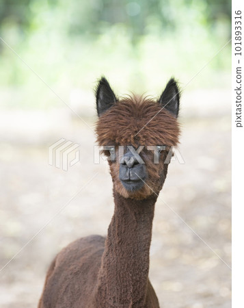 beautiful alpaca after shearing at the farm 101893316