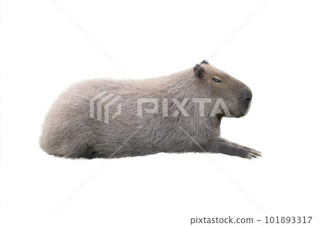 capybara isolated on white background 101893317