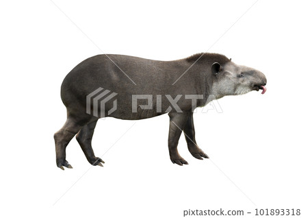 tapirus with its tongue hanging out on a white background 101893318