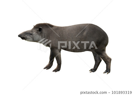 tapirus isolated on white background 101893319