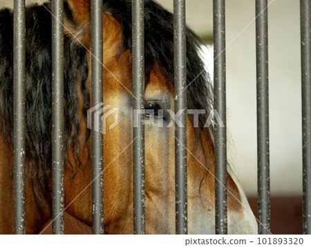 standing horse behind bars on a farm 101893320