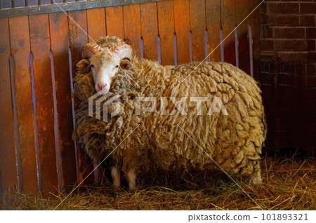 beautiful ram stands in a stable on a farm 101893321