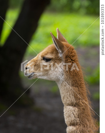 portrait of Vicuna. Vicugna Vicugna, relatives of the llama. 101893353