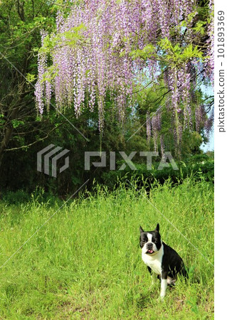 Mighty君，一隻波士頓梗，坐在紫藤花田裡，可愛地盯著你看♡ 101893369