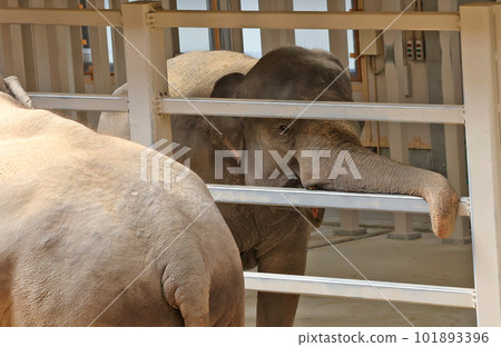 Sri Lankan elephant Sri Lankan elephant 101893396