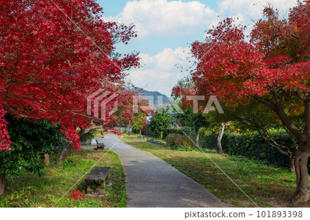 Promenade of Tatsuta Park colored with maples on both sides Promenade of Tatsuta Park colored with maples on both sides 101893398