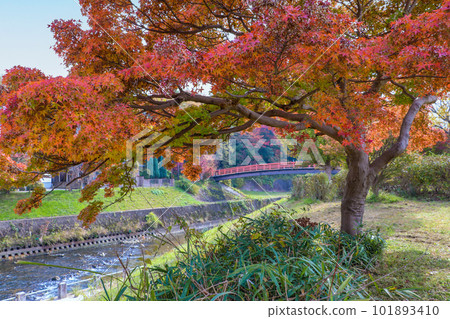 為龍田川染上紅葉 為龍田川染上紅葉 101893410