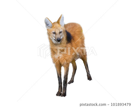 maned wolf isolated on white background 101893479