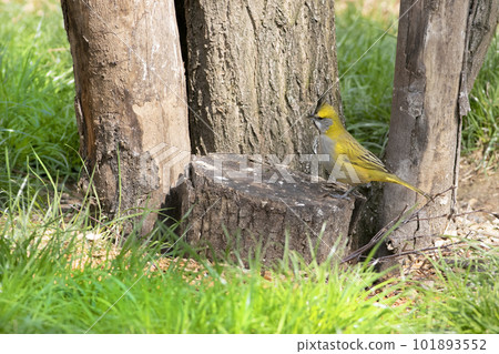yellow cardinal sits on a tree stump 101893552
