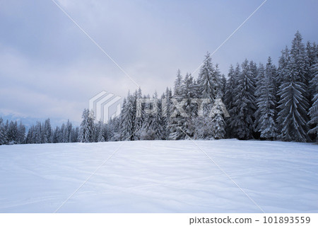 snow-covered forest on top of Tatra mountain Poland 101893559